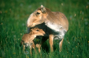 odd nosed antelope
